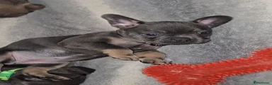 French Bulldog Puppy 9