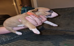 English Bull Terrier dogs for sale: English bull terrier  - Image 28