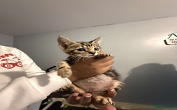 Ragdoll cats for sale: Ragdoll x bengal //// bengal x tabby - Image 18