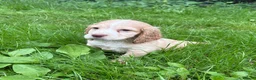 Cocker Spaniel dogs for sale: Cocker spaniel puppies - Advert 5