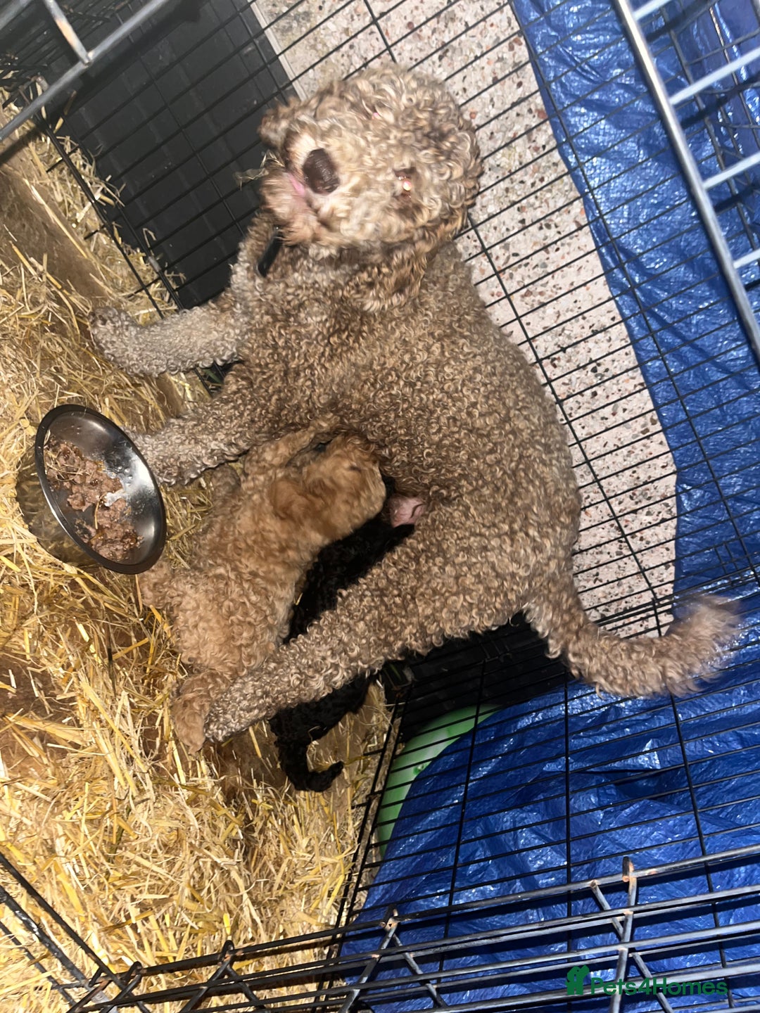 Cavapoo dogs for sale: 3 cavapoo pups for sale 2/male-1/girl - Image 6