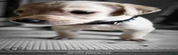 Double Doodle dogs for sale: Double doodle puppies (labradoodle/goldendoodle)🐶 - Advert 30