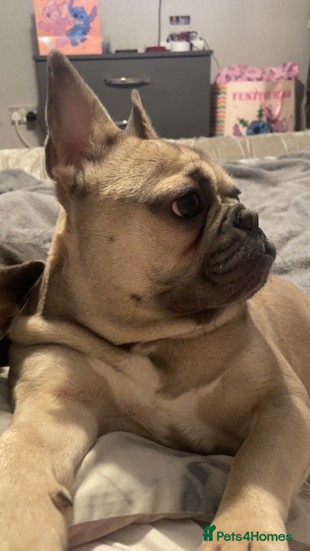 French Bulldog dogs for sale: Female French bulldog  - Advert 4