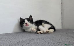 Mixed Breed cats for sale: Two kittens available - Image 5