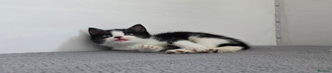 Mixed Breed Kitten 2