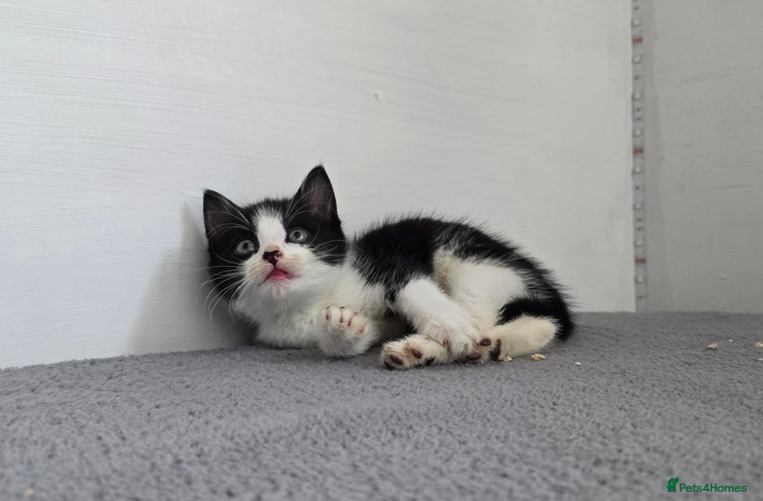 Mixed Breed cats for sale: Two kittens available - Image 5