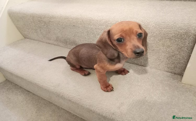 Dachshund dogs - Advert 2