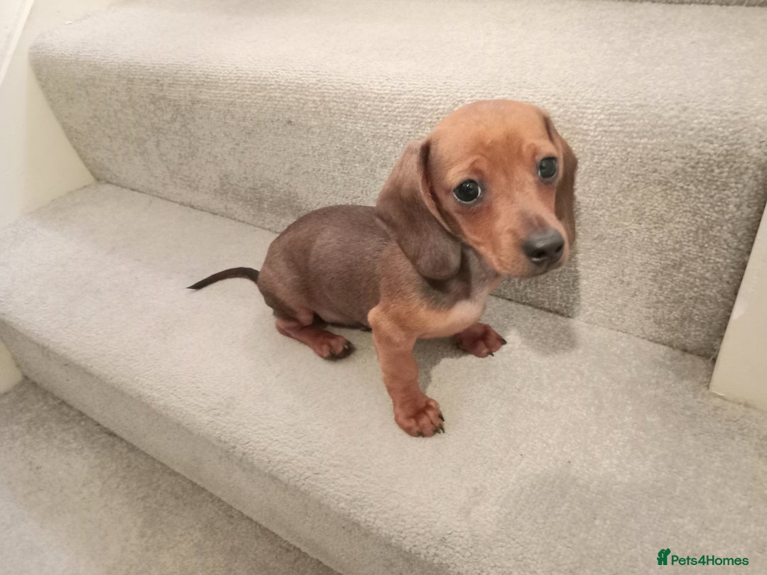 Dachshund dogs for sale: Ready to leave Wonderful Mini Dachshund Puppies - Image 1