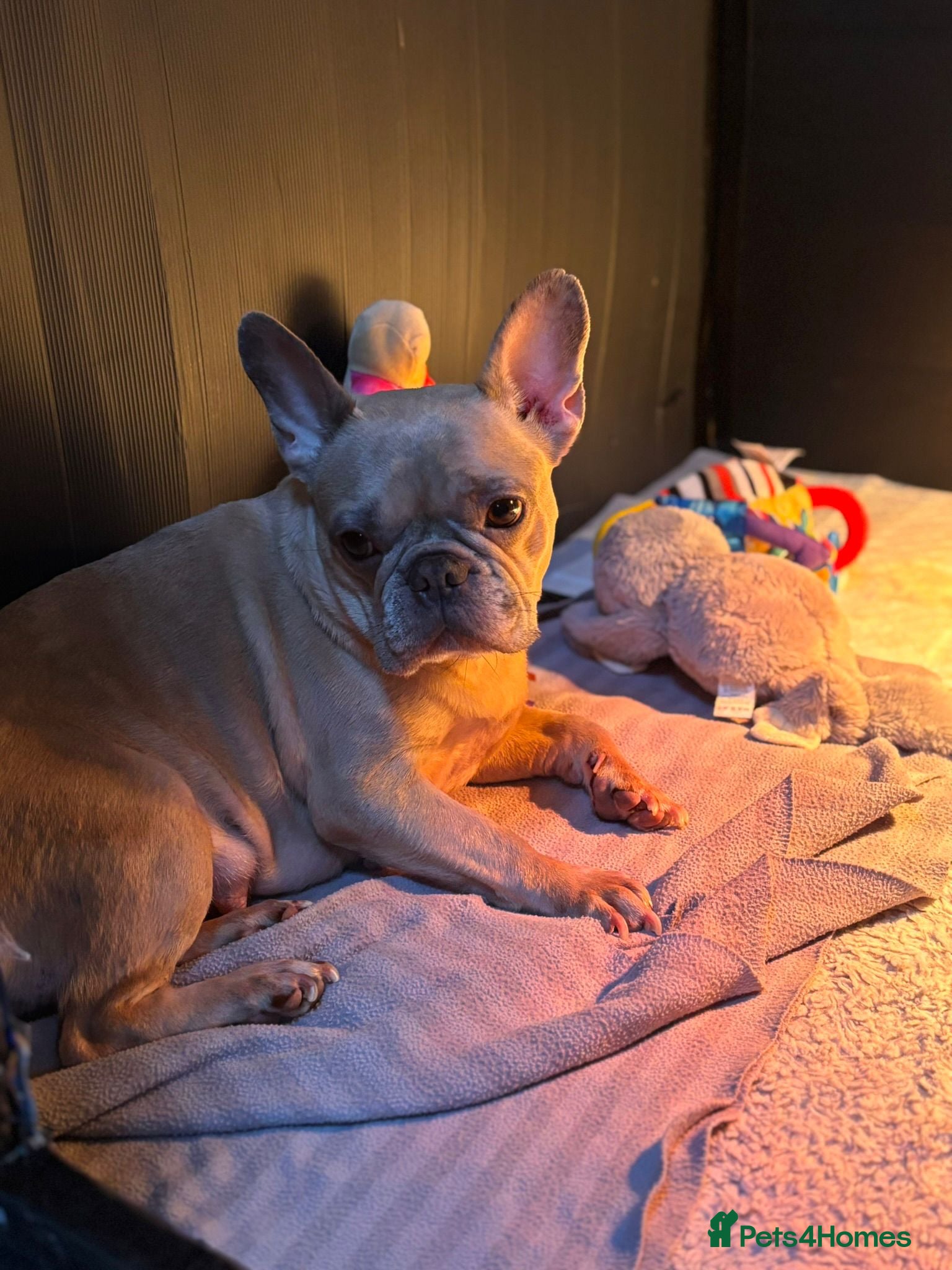 French Bulldog dogs for sale: Beautiful French Bulldog Puppies – 6 Available 🐾 in Colchester - Advert 4