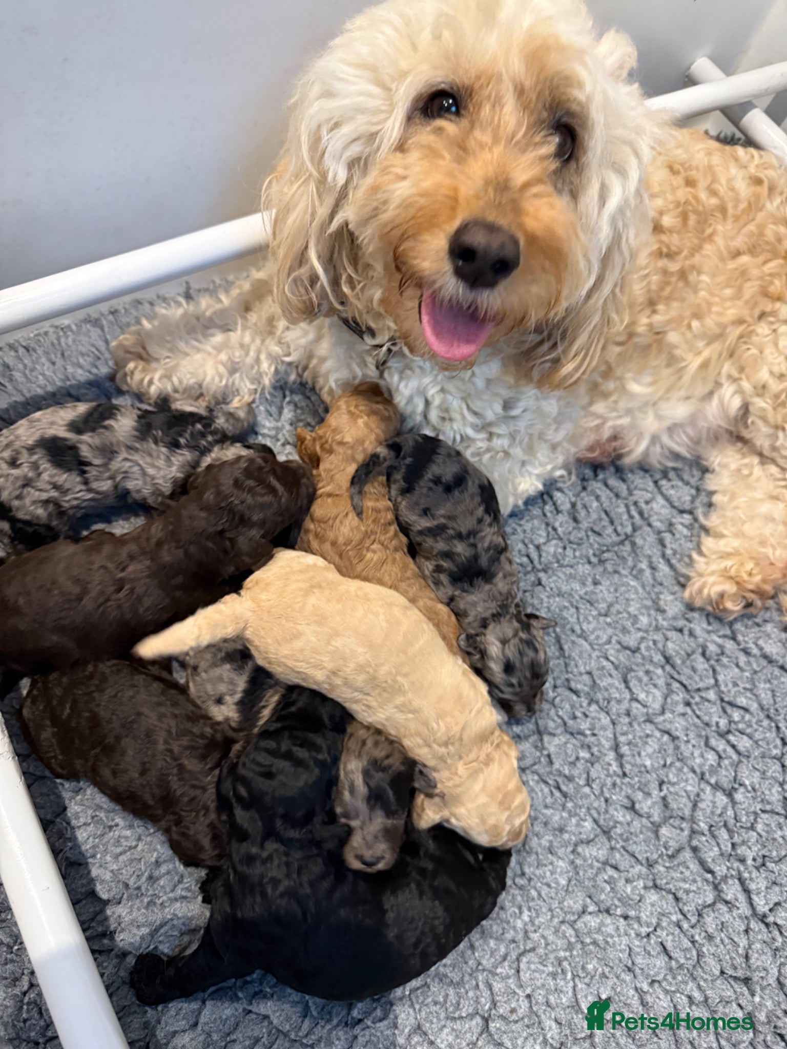 Labradoodle dogs Our Therapy Dog has had a litter of Labradoodles  - Advert 1