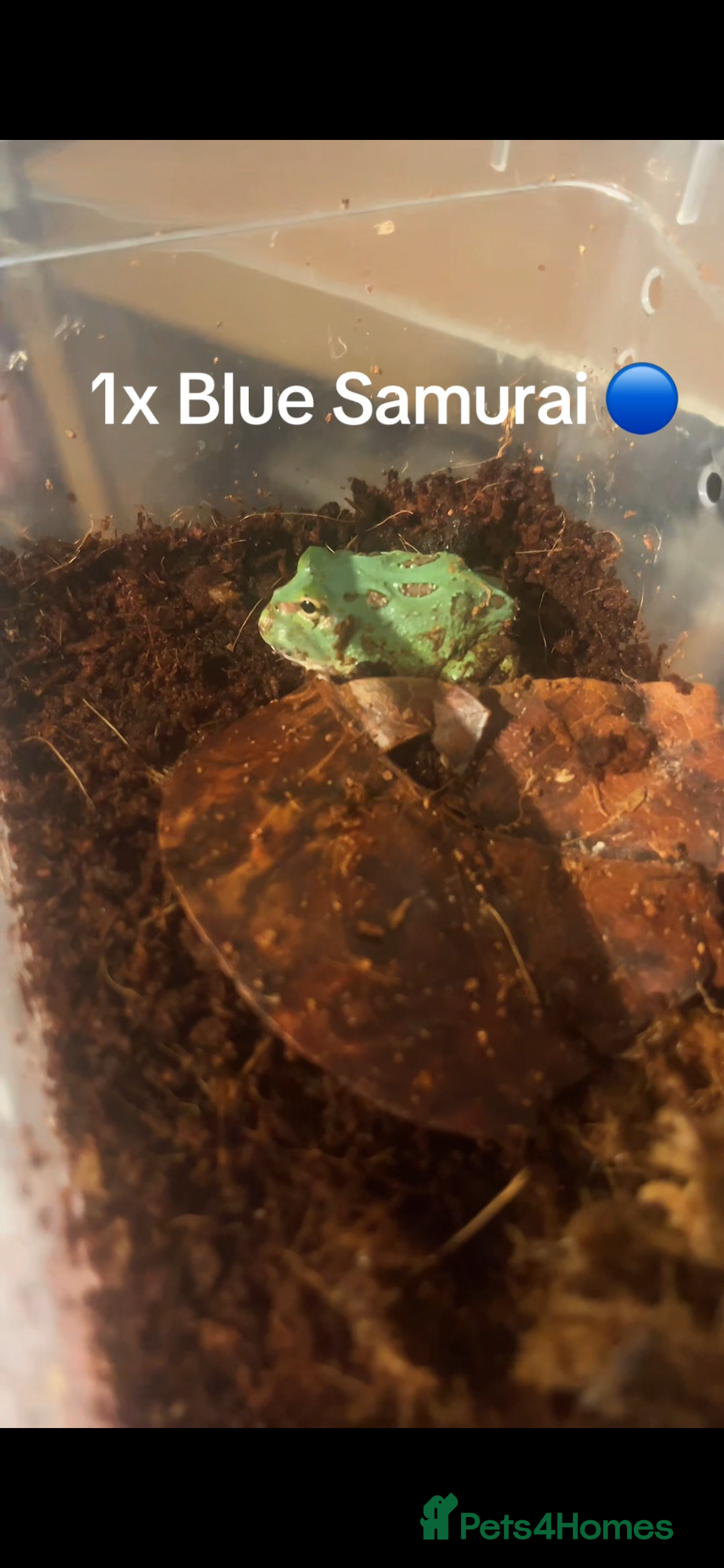 Frog reptiles Baby PAC Man frogs - Advert 1