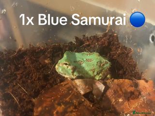 Frog reptiles Baby PAC Man frogs - Advert 11