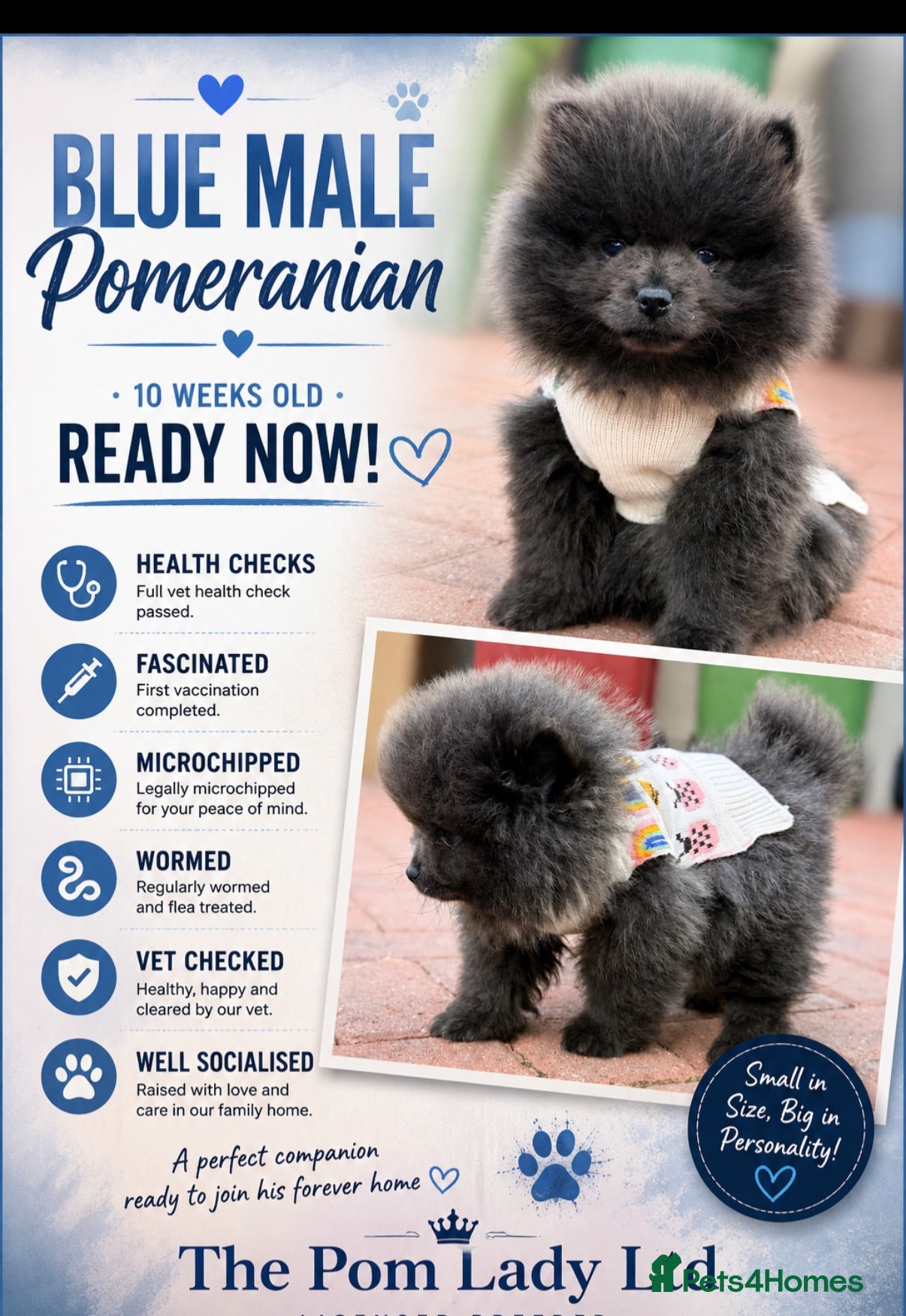 Pomeranian dogs 💙🏆true to type BLUE BEAR READY NOW 💙🏆 - Advert 10