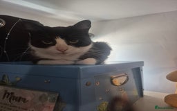 Mixed Breed cats for sale: Oero and dodger - Image 3