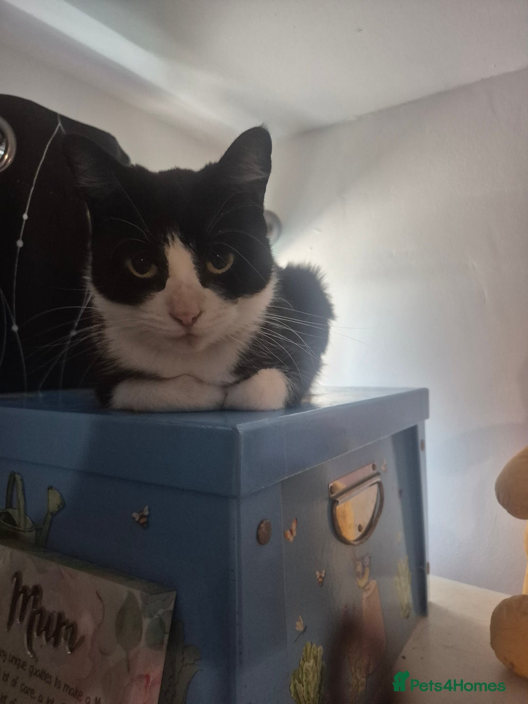 Mixed Breed cats for sale: Oero and dodger - Image 3