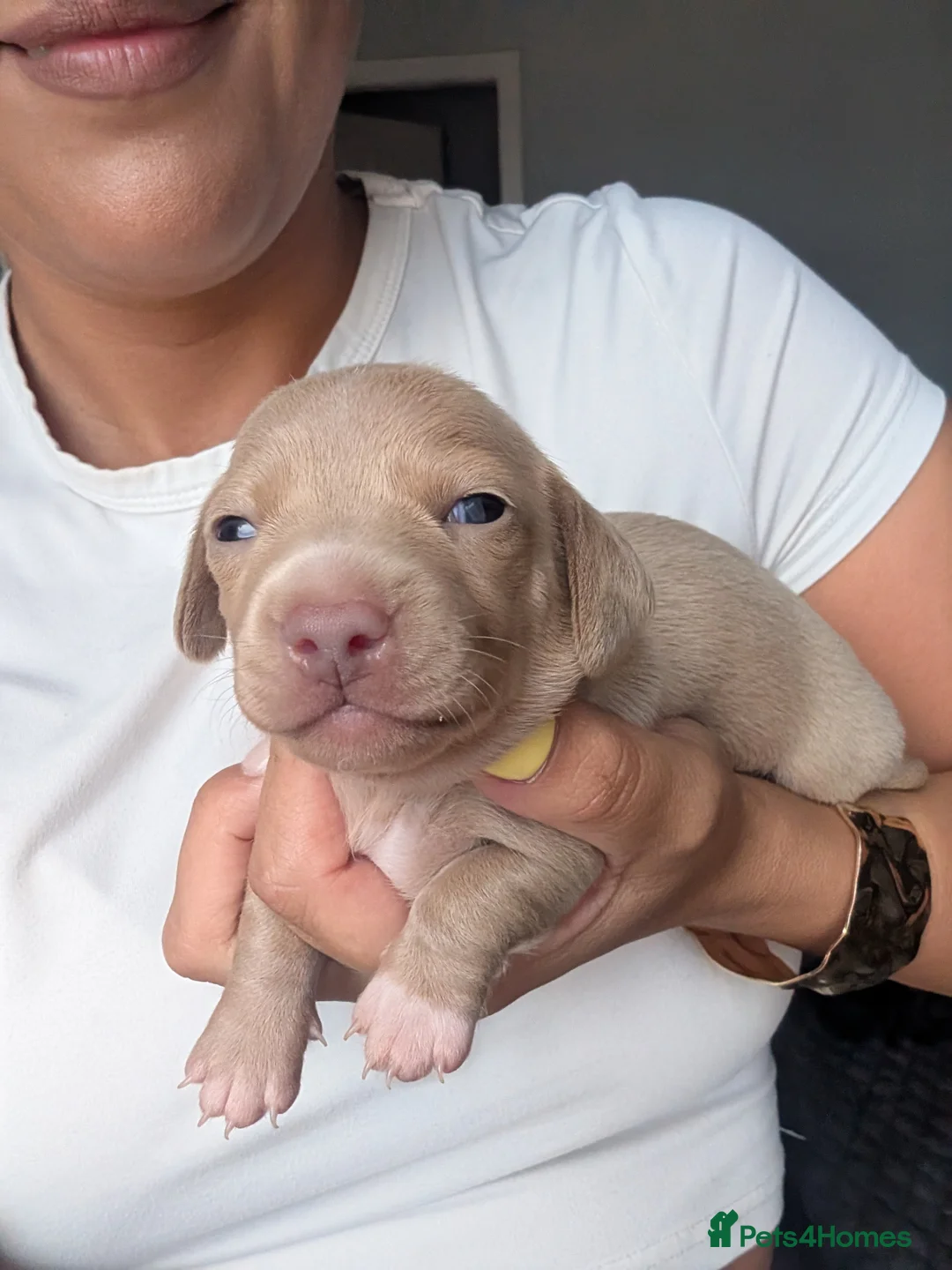 Miniature Dachshund dogs for stud: 🤎🤍 Chocolate Dapple Stud - PROVEN 🤎🤍 - Advert 6