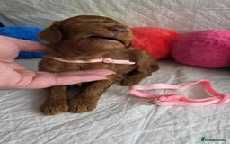 Mini Goldendoodle dogs for sale: 👑Superb Rare Toy/Mini Deepest Red Goldendoodles👑 - Image 7