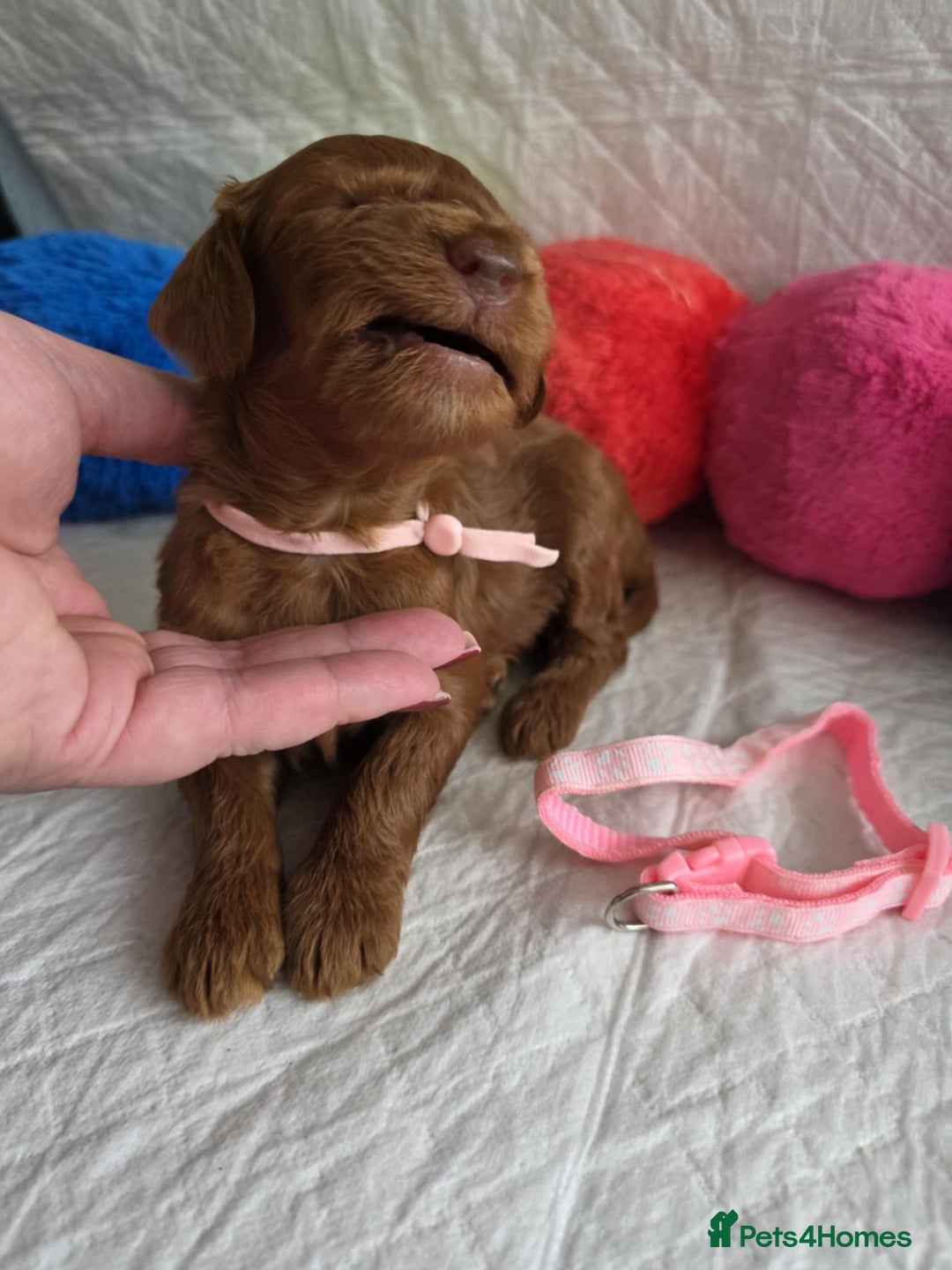 Mini Goldendoodle dogs for sale: 👑Superb Rare Toy/Mini Deepest Red Goldendoodles👑 - Image 7