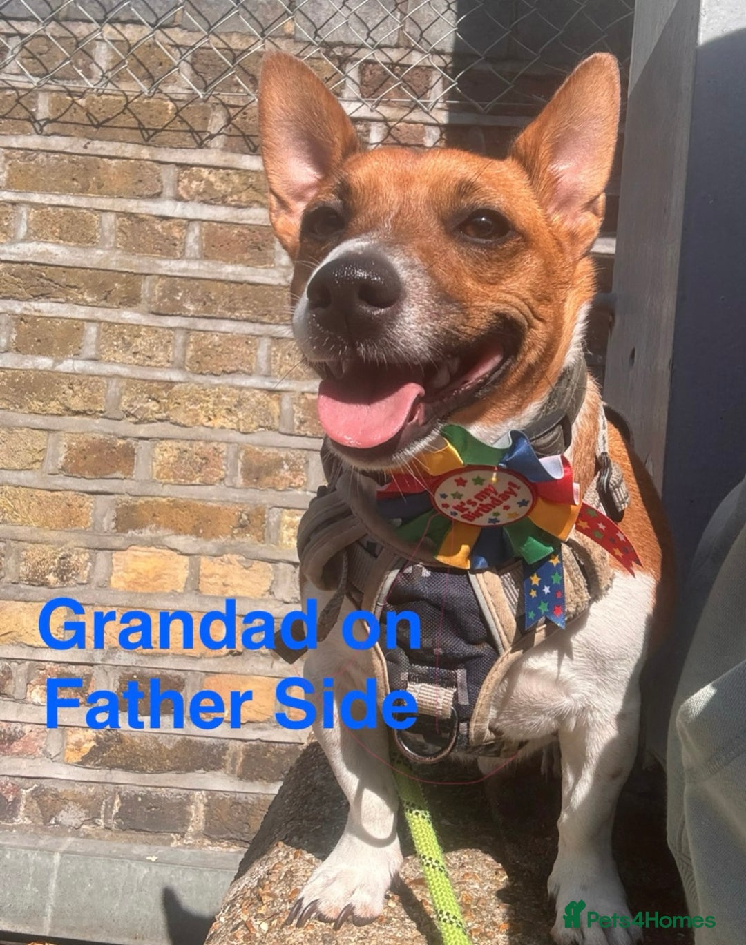 Mixed Breed dogs for sale: 6 Jack Russell x Yorkshire Terrier Puppies  - Image 23