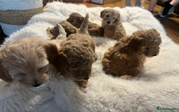 Cockapoo dogs for sale: Six Little Cockapoo Stars Ready to Shine   - Image 2