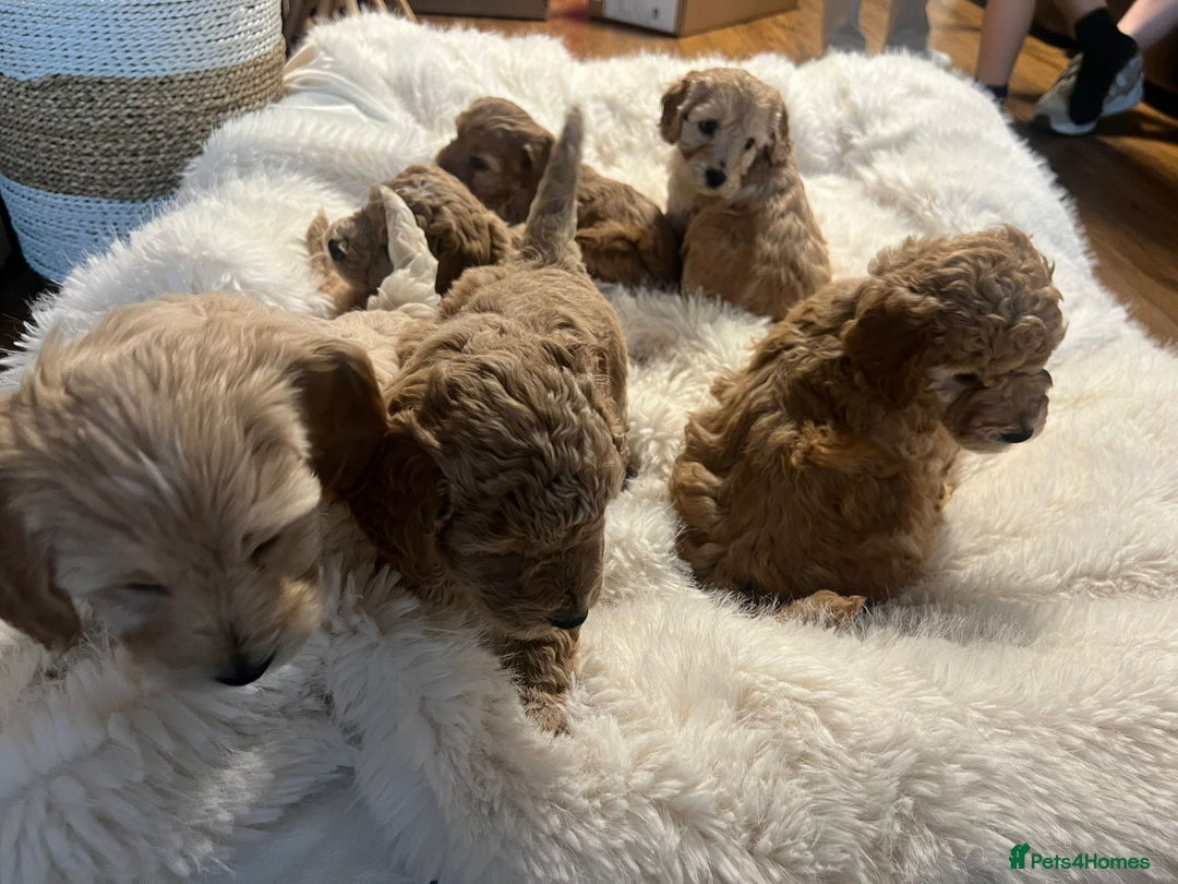 Cockapoo dogs for sale: Six Little Cockapoo Stars Ready to Shine   - Image 2