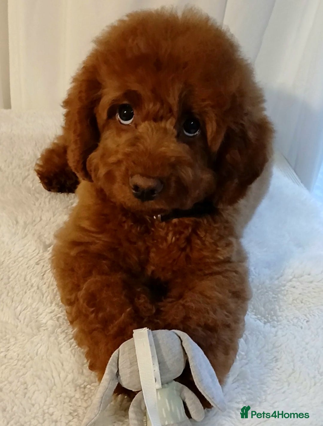 Cavapoo dogs for sale: Exquisite Red Cavapoo Boy Puppy  - Advert 9