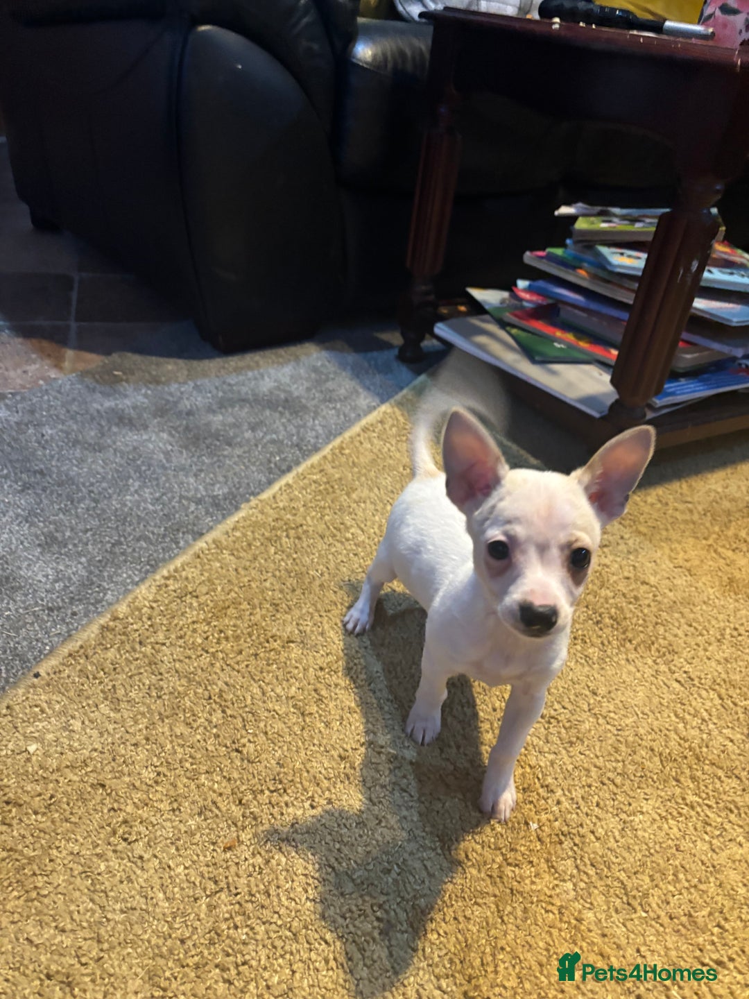 Mixed Breed dogs for sale: Adorable Jack Russel x Chihuahua puppies  - Advert 5