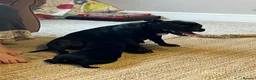 Staffordshire Bull Terrier dogs for sale: Kc reg Quality traditional sbt puppies - Advert 4
