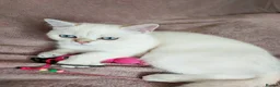 Scottish Fold cats for sale: Pedigree😻SF TICA registered😻kittens😻 - Advert 8