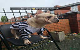 French Bulldog dogs for sale: Male french bulldog - Image 1
