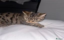 Bengal cats for sale: ✨ Loving Home Wanted for Beautiful Bengal-Tabby ✨ - Image 5