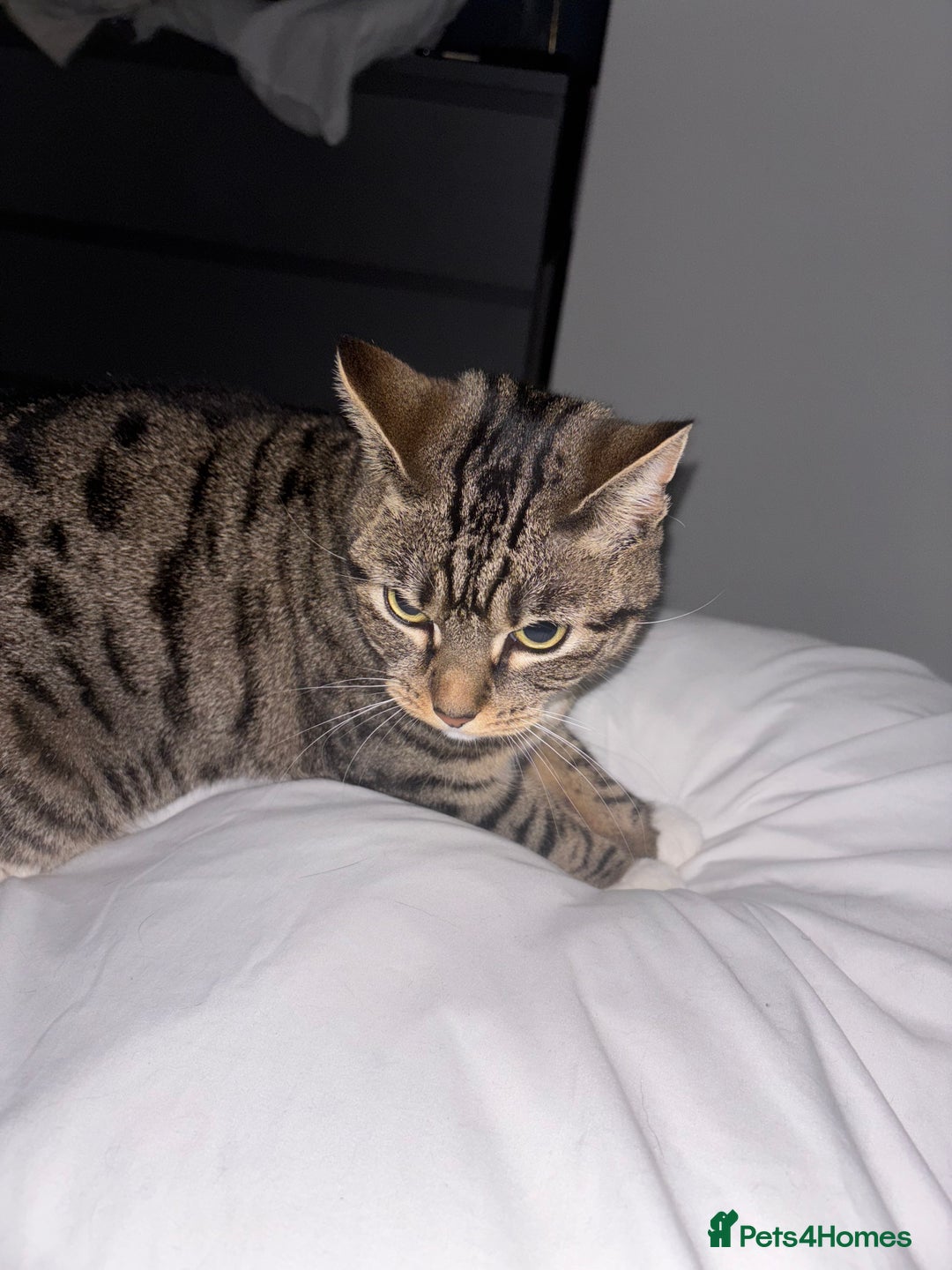Bengal cats for sale: ✨ Loving Home Wanted for Beautiful Bengal-Tabby ✨ - Image 5