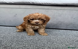 Cavapoo dogs for sale: Stunning F1 Cavapoos kc reg parents  - Image 8