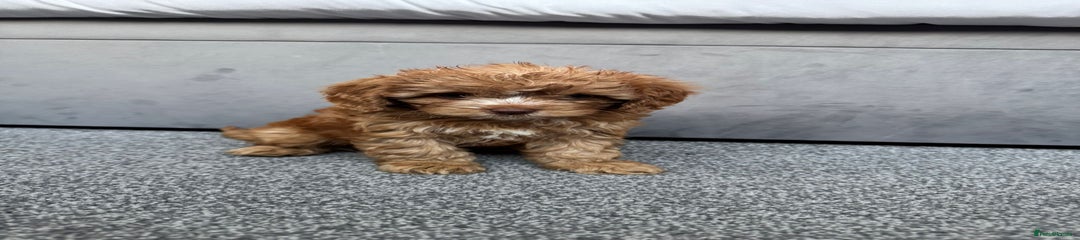 Cavapoo Puppy 1