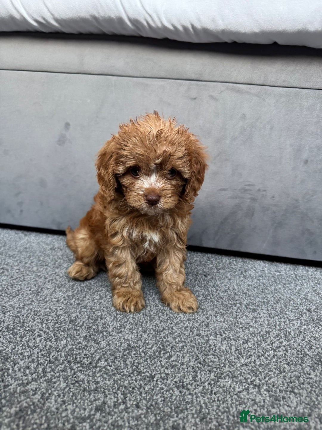 Cavapoo dogs for sale: Stunning F1 Cavapoos kc reg parents  - Image 8