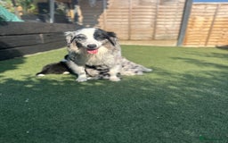 Australian Shepherd dogs for sale: 3 remaining- Beautiful Australian Shepherds  - Image 18