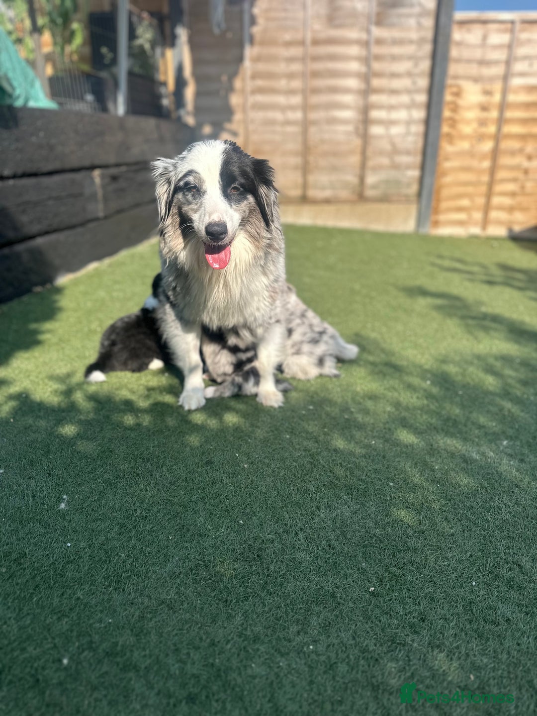 Australian Shepherd dogs for sale: 3 remaining- Beautiful Australian Shepherds  - Image 18