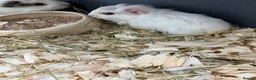 Guinea Pig rodents for sale: Lots of lovely baby boy - Advert 15