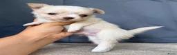 Chihuahua dogs for sale: 2 Gorgeous little long haired Chihuahua babies  - Advert 6