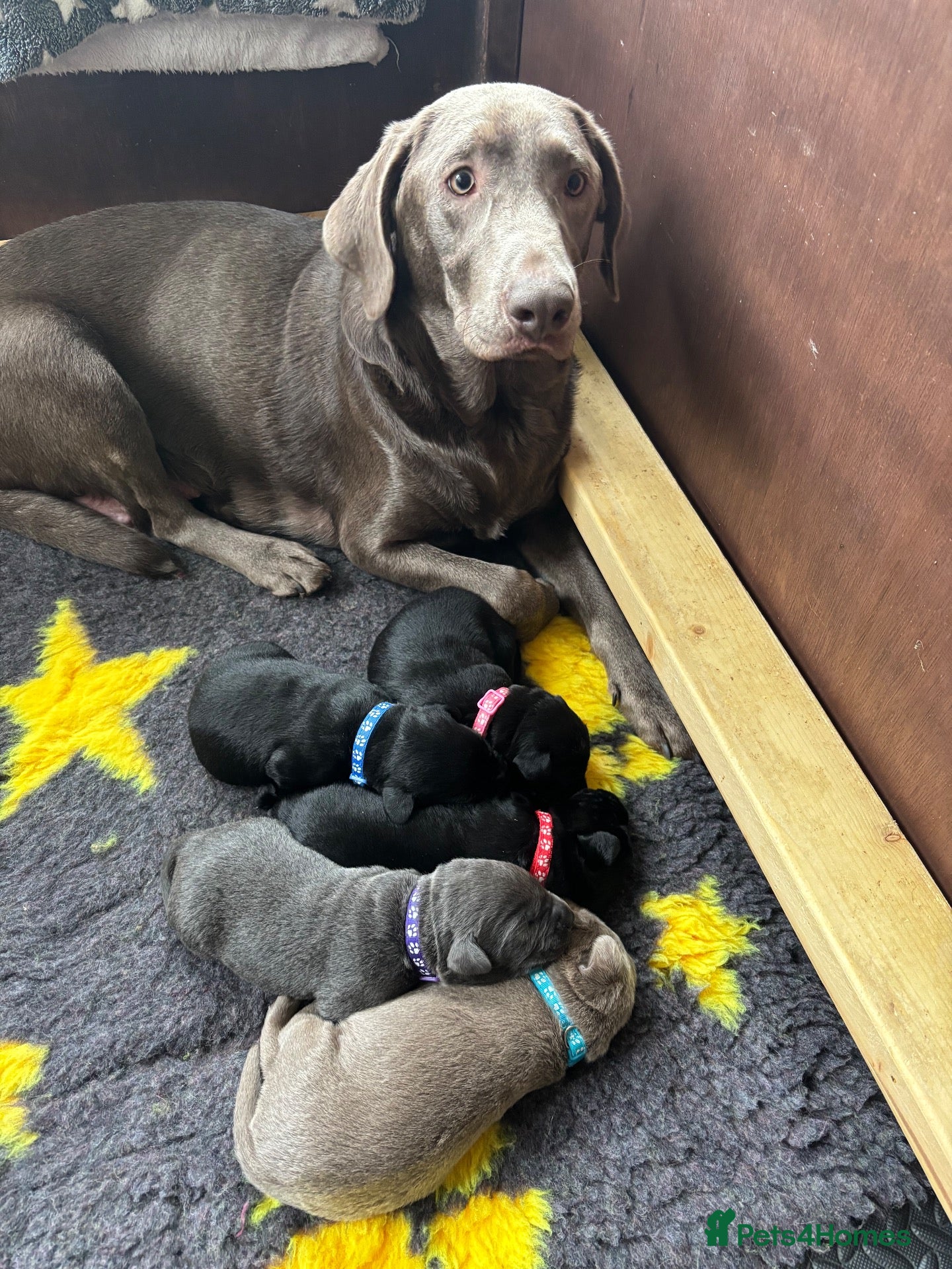 Labrador Retriever dogs Gorgeous Labrador pups  - Advert 10