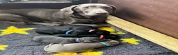 Labrador Retriever dogs for sale: Gorgeous Labrador pups  in Bishop Auckland - Advert 1