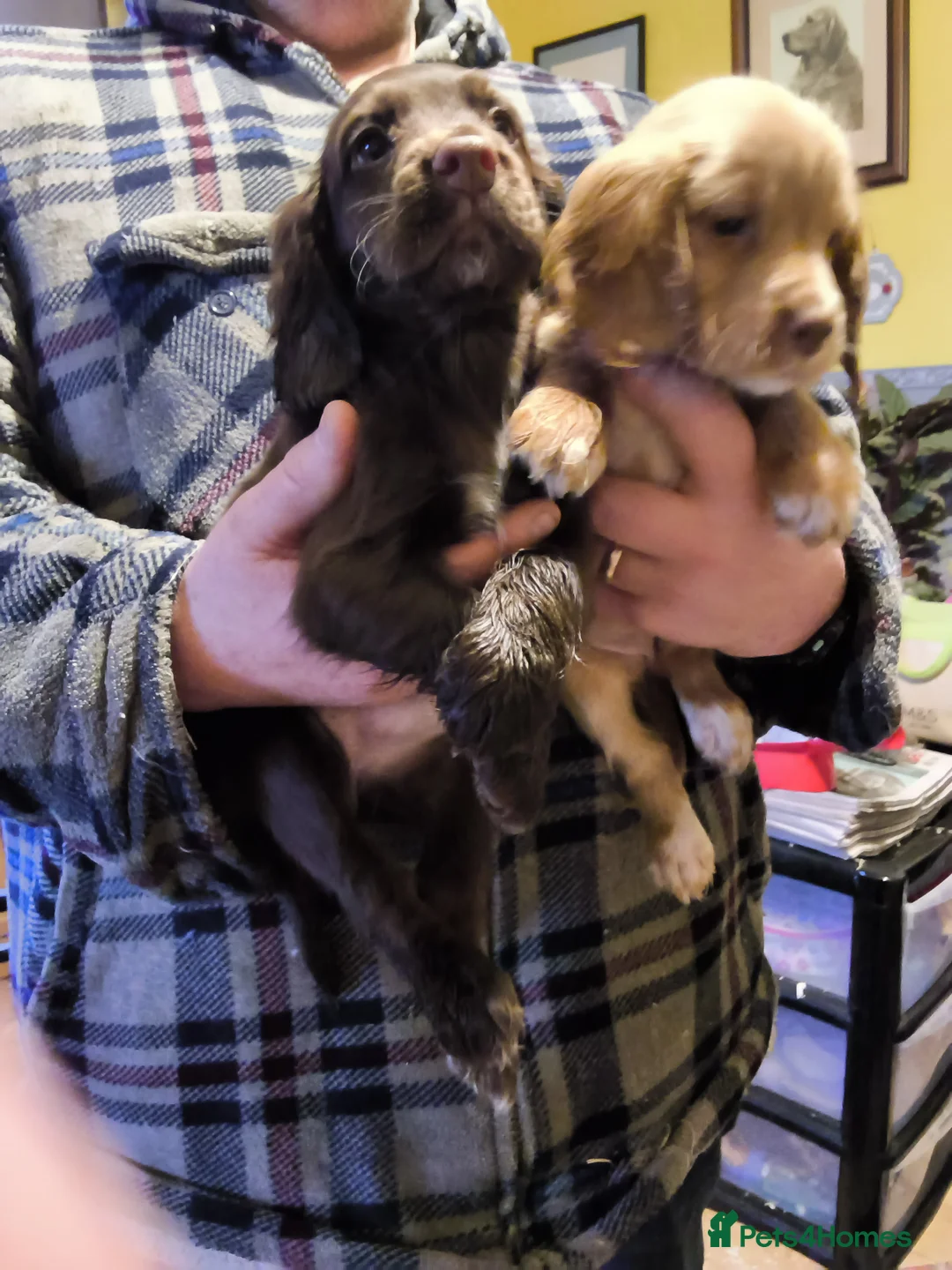 Cocker Spaniel dogs for sale: Cocker spaniel  - Advert 3