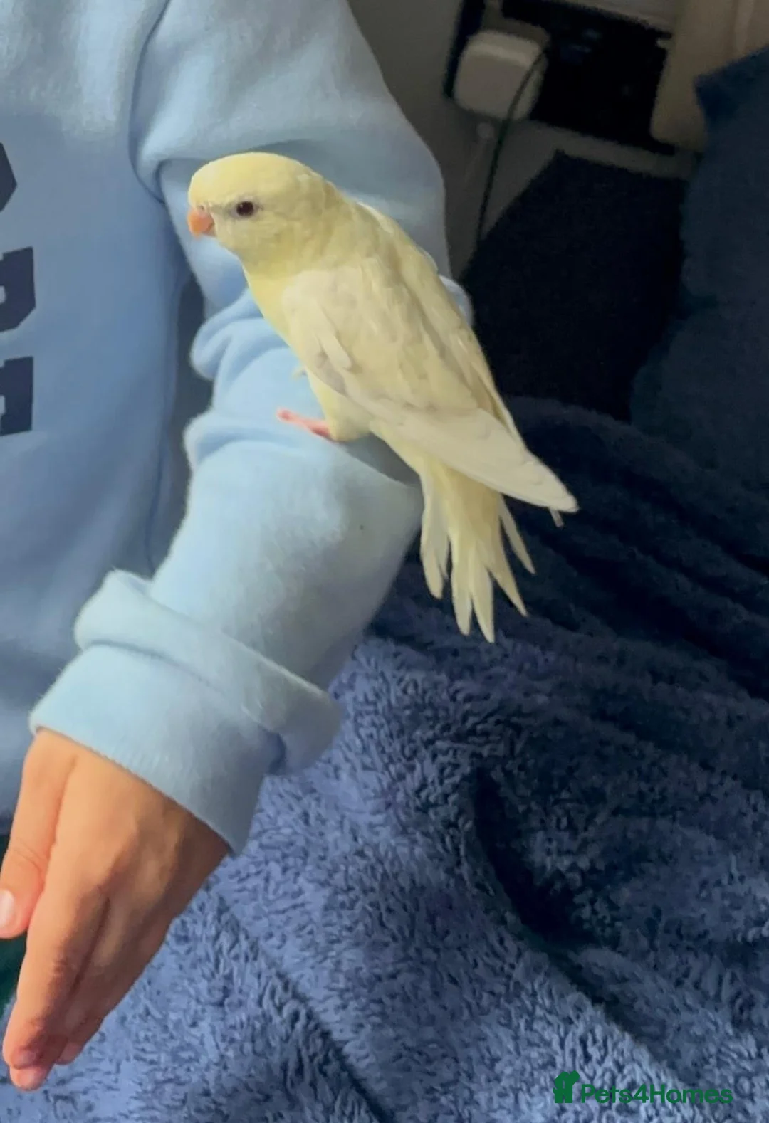 Parakeets birds for sale: Tamed Albino Lineolated Parakeet  in Telford - Advert 1
