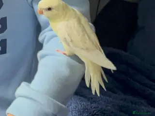 Parakeets birds Tamed Albino Lineolated Parakeet - Advert 5