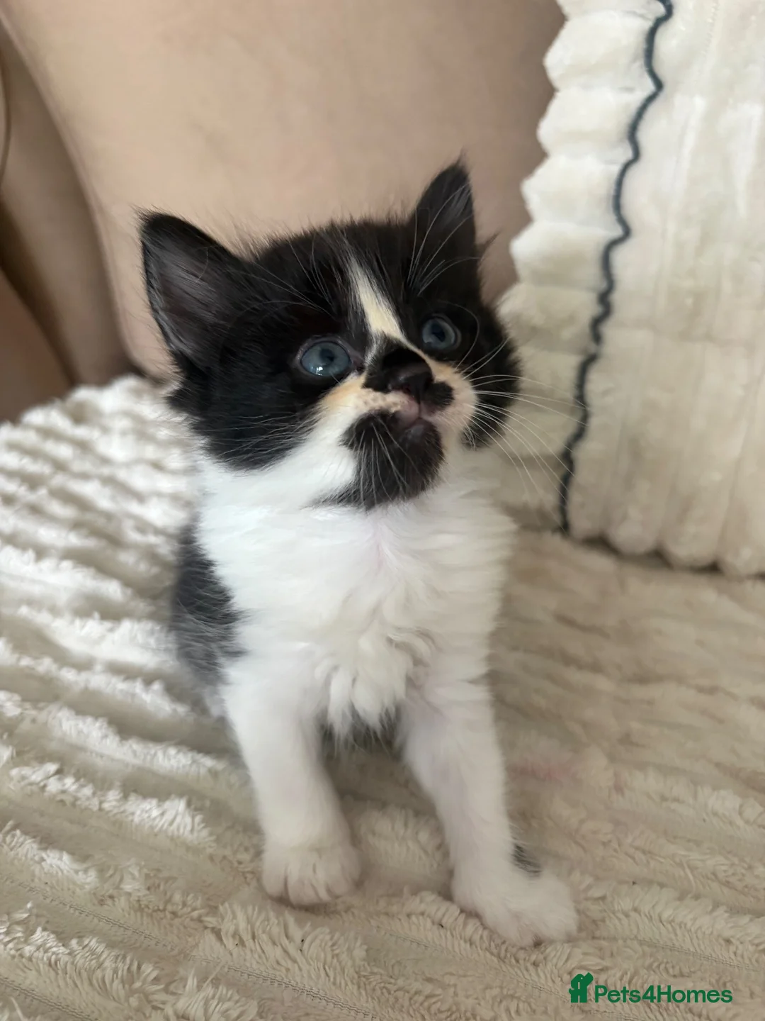Persian cats for sale: Beautiful 1/4 Persian kittens in Thornton-Cleveleys - Advert 6