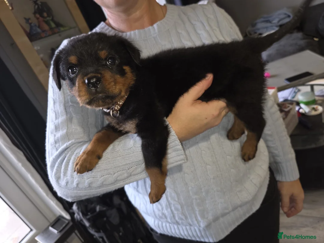 Rottweiler dogs for sale: Purebred Rottweiler Puppies ready to leave  - Advert 17