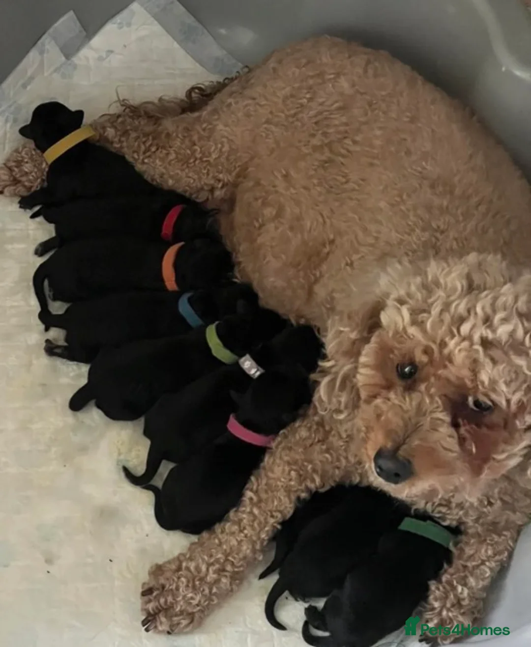 Mixed Breed dogs for sale: 🐾🐶Adorable Cavaschnauzer Pups 🐶🐾 - Advert 35