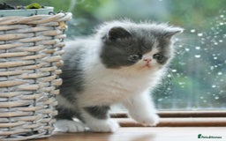 Exotic cats for sale: 2 Exotic male pedigree kittens - Image 3