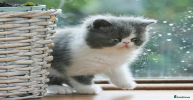 Exotic cats - Advert 3