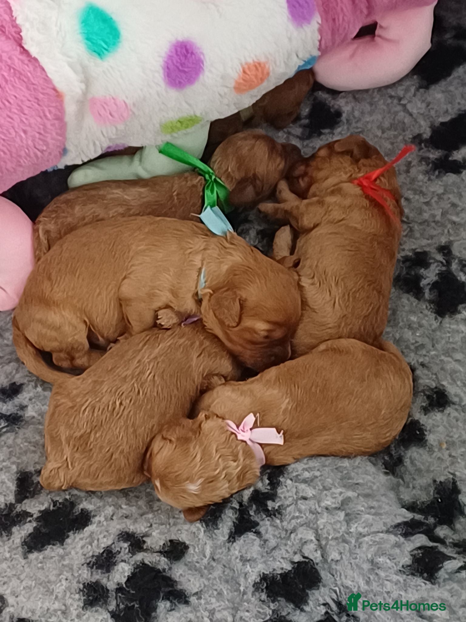 Cavapoo dogs APRICOT FIB CAVAPOO BORN- 26/6/26 - Advert 2
